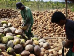 Lepas Ekspor Produk Kelapa, OJK Dorong Pengembangan Ekonomi Daerah di Sumatera Selatan