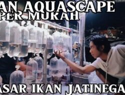 Pasar Ikan Hias Jatinegara, Surganya Pencinta Hewan Aquatik
