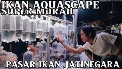 Pasar Ikan Hias Jatinegara menjadi surganya para pecinta hewan aquatik di Jakarta.